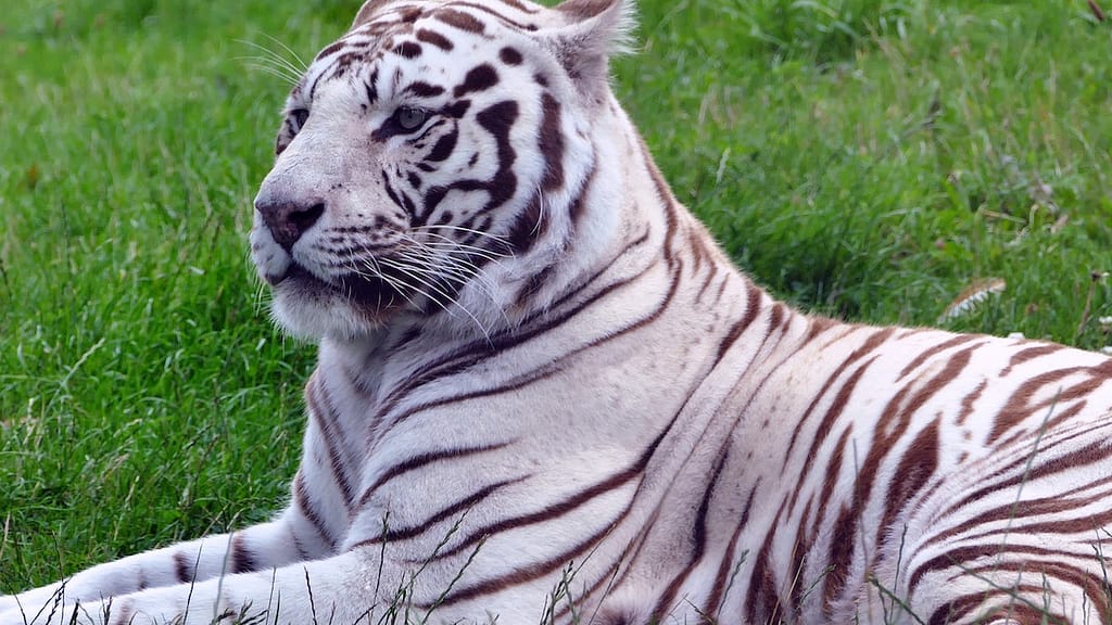 8 Types of Tigers In Which 6 Endangered and 2 Extinct
