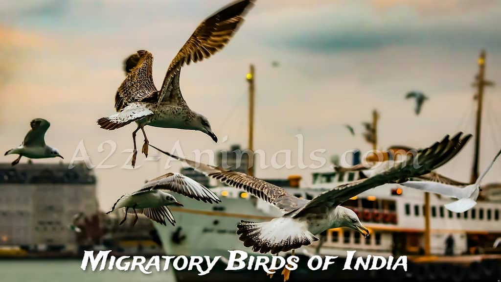 10 Migratory Birds of India And Lesser-Known Facts About Them