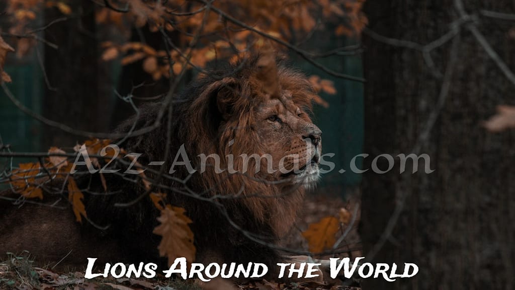 7 Types of Lions Around the World- King of The Jungle