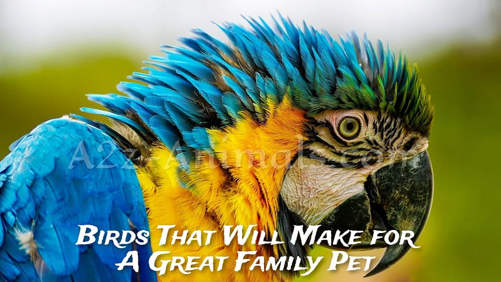 10 Birds That Will Make for A Great Family Pet - A2Z Animals